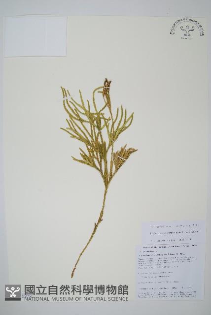 扁枝石松藏品圖，第1張