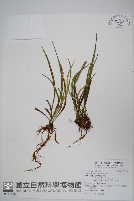 書帶蕨藏品圖，第1張