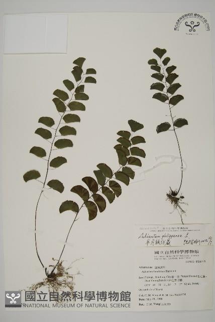 半月形鐵線蕨藏品圖，第1張