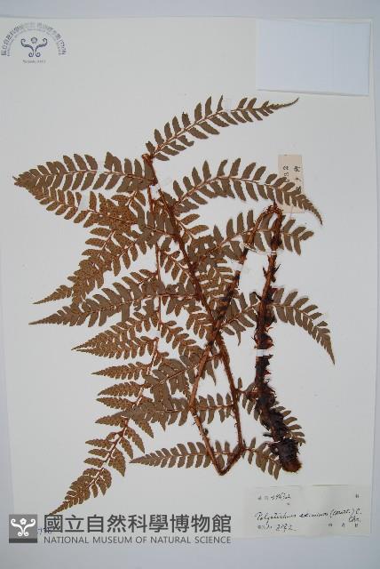 阿里山耳蕨藏品圖，第1張