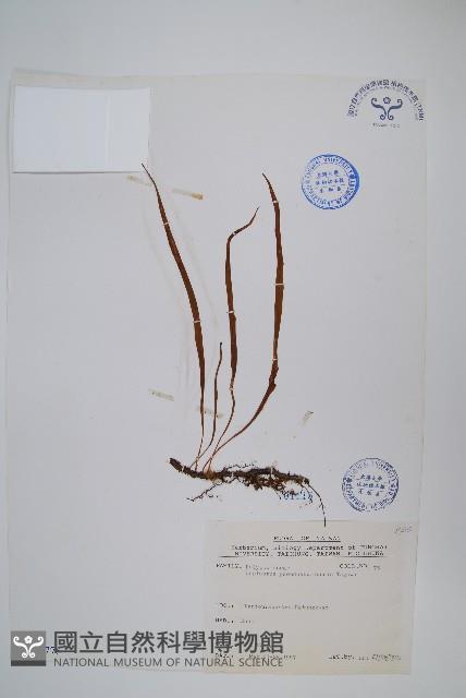 擬烏蘇里瓦葦藏品圖，第1張