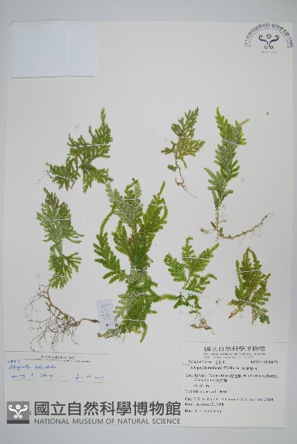 異葉卷柏藏品圖，第1張