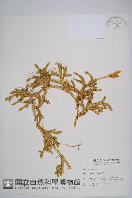 石松藏品圖，第1張