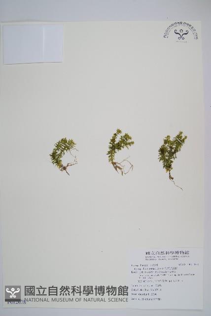 蛇足石杉、千層塔藏品圖，第1張