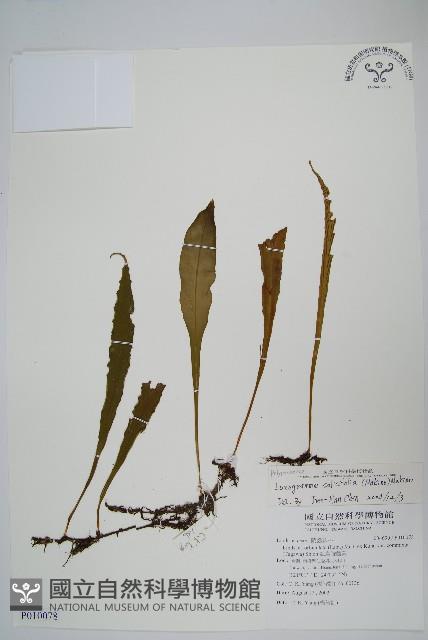 柳葉劍蕨藏品圖，第1張