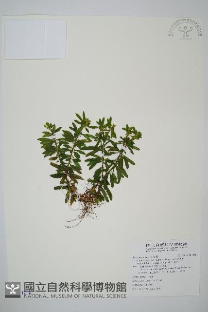 長柄千層塔藏品圖，第1張