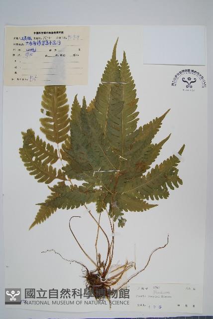 傅氏鳳尾蕨藏品圖，第1張