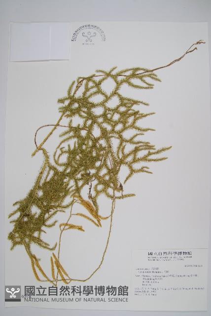 石松藏品圖，第1張