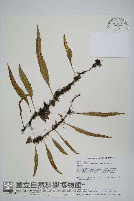 骨牌蕨藏品圖，第1張