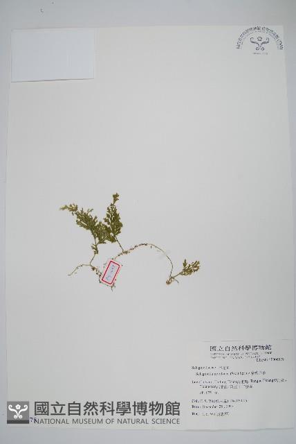 密葉卷柏藏品圖，第1張