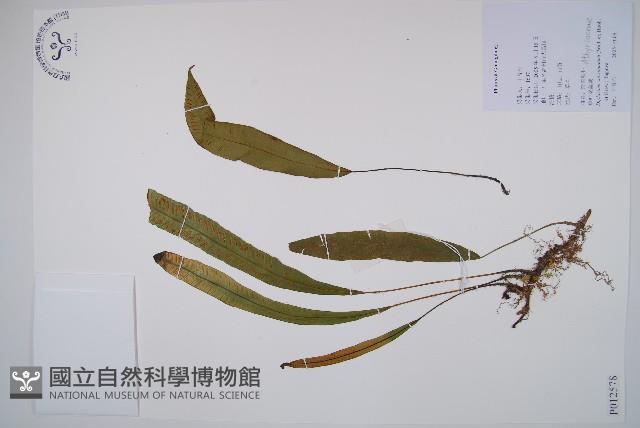 單葉雙蓋蕨藏品圖，第1張