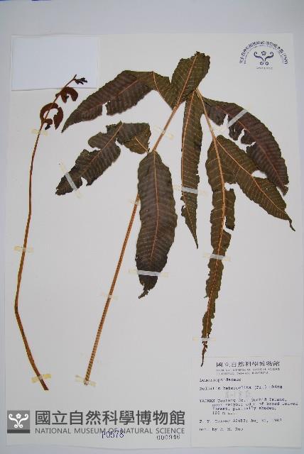 尾葉實蕨藏品圖，第1張