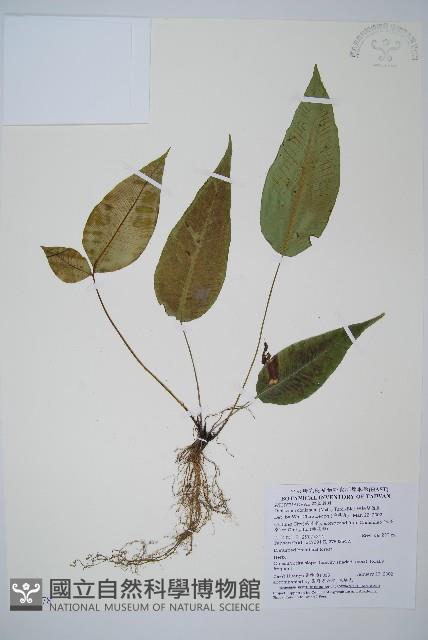 細柄雙蓋蕨藏品圖，第1張