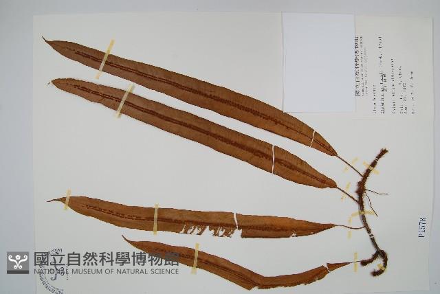 蓧蕨藏品圖，第1張