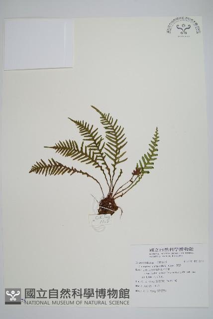 蒿蕨藏品圖，第1張