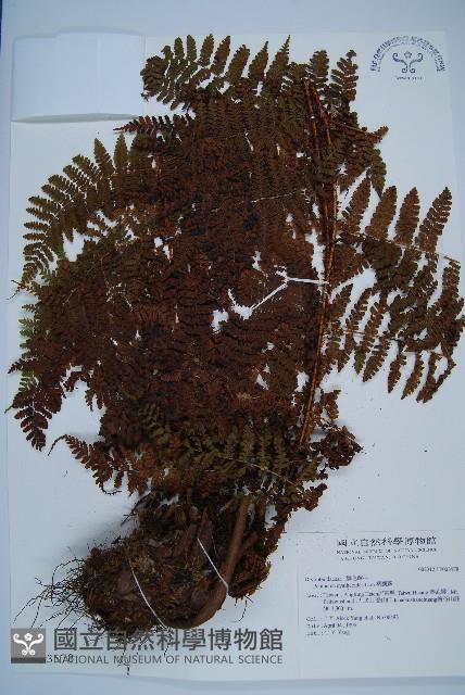 柄囊蕨藏品圖，第1張