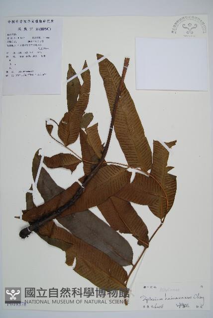 海南雙蓋蕨藏品圖，第1張