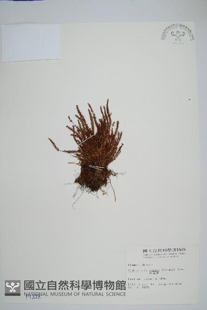 梳葉蕨藏品圖，第1張