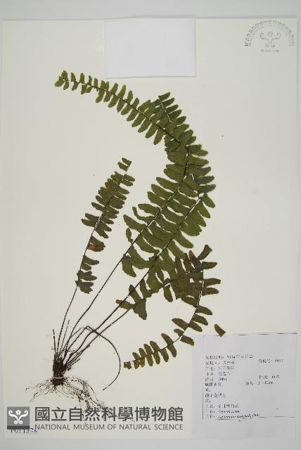 生芽鐵角蕨藏品圖，第1張