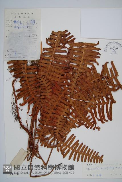 大芒萁藏品圖，第1張