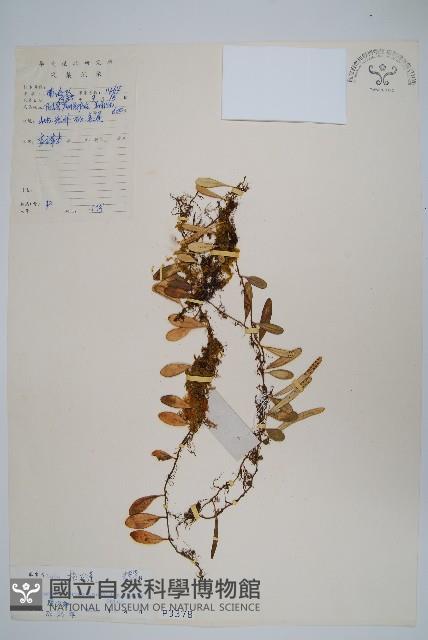 抱石蓮藏品圖，第1張