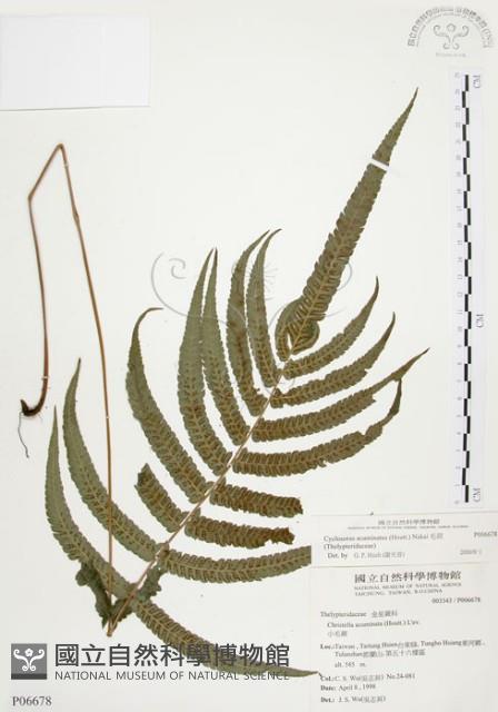 毛蕨藏品圖，第1張