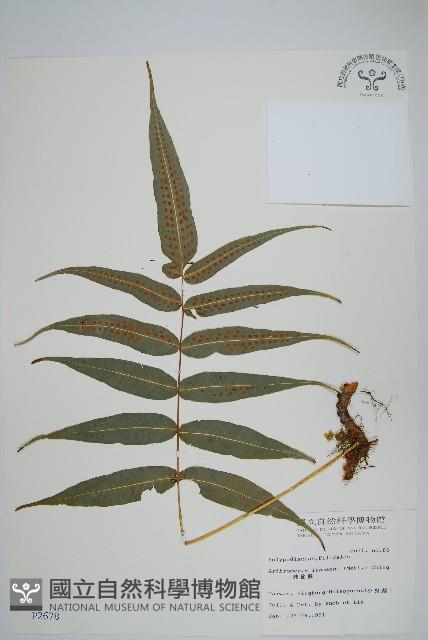 肢節蕨藏品圖，第1張