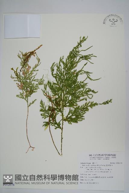 密葉卷柏藏品圖，第1張