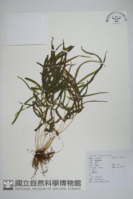 鳳尾蕨藏品圖，第1張