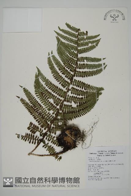 頂囊肋毛蕨藏品圖，第1張