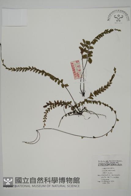 鞭葉鐵線蕨藏品圖，第1張