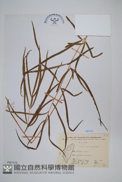 Sword brake Collection Image, Figure 1, Total 2 Figures