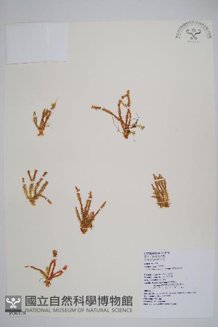 相馬氏石松藏品圖，第1張