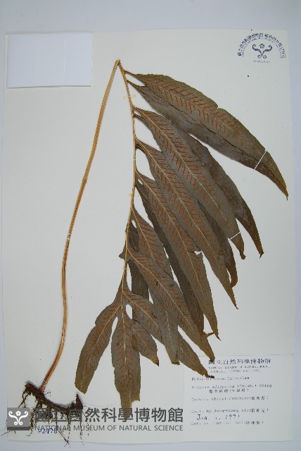 橢圓線蕨藏品圖，第1張