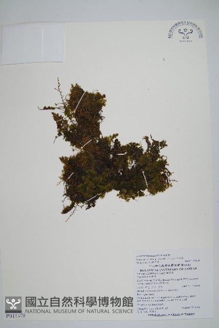 長毛蕗蕨藏品圖，第1張