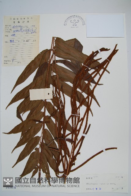 華中瘤足蕨藏品圖，第1張