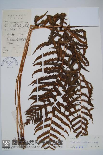 登錄號:P004478藏品圖，第1張