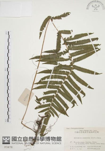 毛蕨藏品圖，第1張