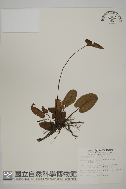 澤瀉蕨藏品圖，第1張