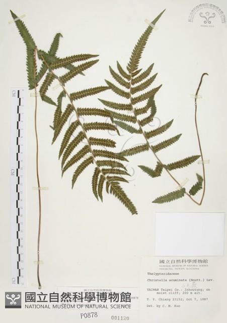 毛蕨藏品圖，第1張