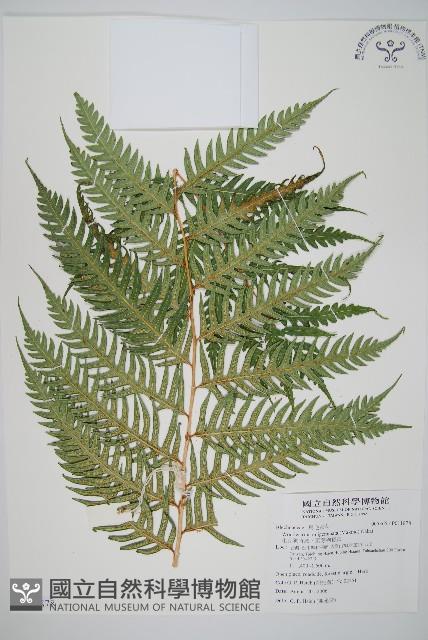 生芽狗脊蕨、頂芽狗脊蕨藏品圖，第1張