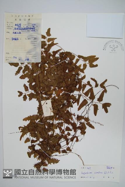 小葉海金沙藏品圖，第1張