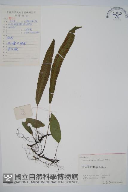 單葉雙蓋蕨藏品圖，第1張