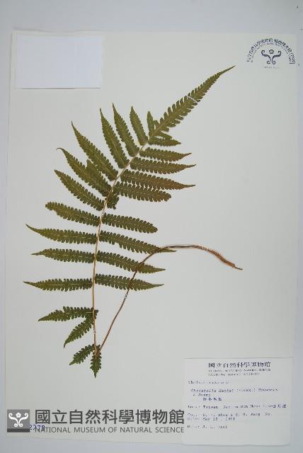 野小毛蕨藏品圖，第1張