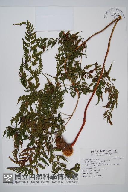 大葉骨碎補藏品圖，第1張