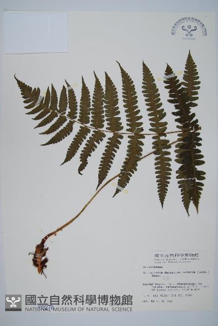 貞蕨藏品圖，第1張