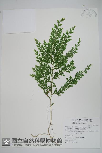 密葉卷柏藏品圖，第1張