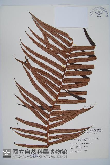 蘇鐵蕨藏品圖，第1張