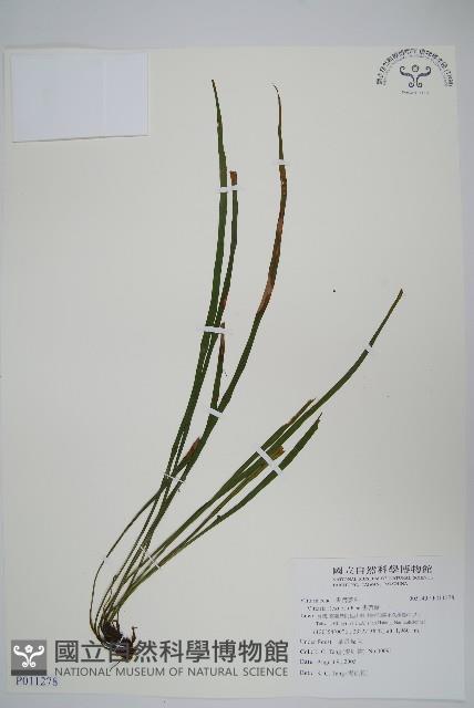 書帶蕨藏品圖，第1張