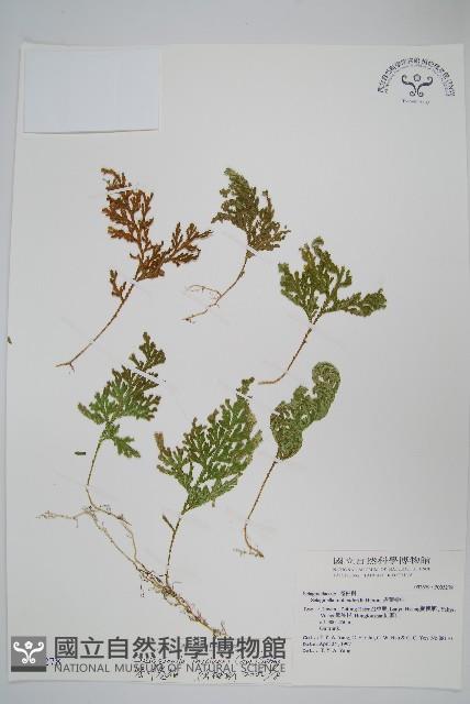 密葉卷柏藏品圖，第1張